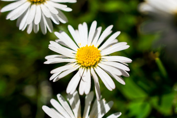 Fototapeta premium Crowded neighborhood (Bellis perennis)