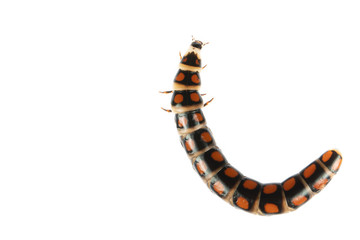 Glow worm larvae on white