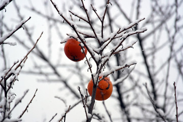 хурма созрела под снегом persimmons have ripened under the snow
