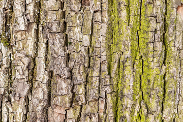 Bark of an old maple tree