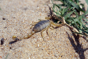 скорпион вышел на охоту Scorpio's on the prowl