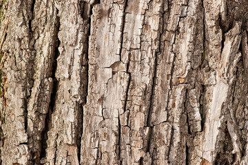 Bark of an old maple tree