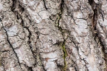 Bark of an old maple tree