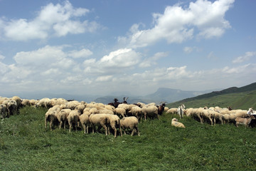 Obraz premium бараны пасутся в горах Дагестана sheep grazing in the mountains of Dagestan
