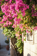 Fototapeta na wymiar Pink bougainvillea flowers are on sunny street of old town.