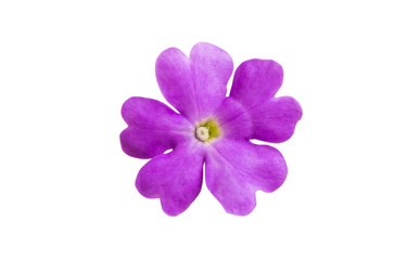 Verbena flowers isolated