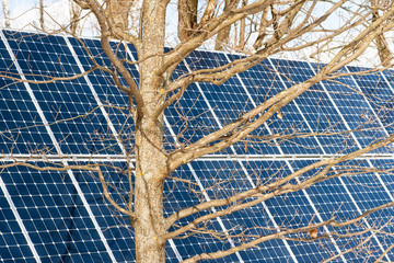 Oak tree and a solar power panel