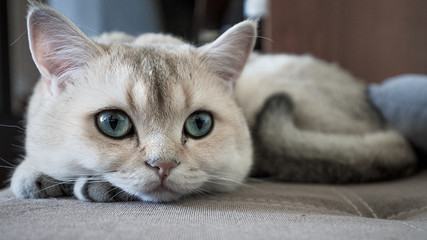 Fototapeta na wymiar Funny cat with green eyes breed golden shaded british shorthair close-up