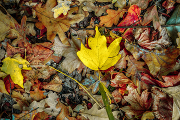 background of autumn colored leaves