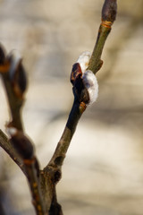 Willow tree buds in winter