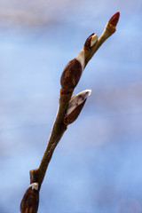 Willow tree buds in winter on blue