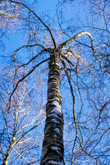 Fototapeta premium Birch tree top with curved branches