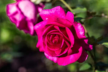 Dark pink rose flower