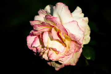 Yellow rose flower with pink spots