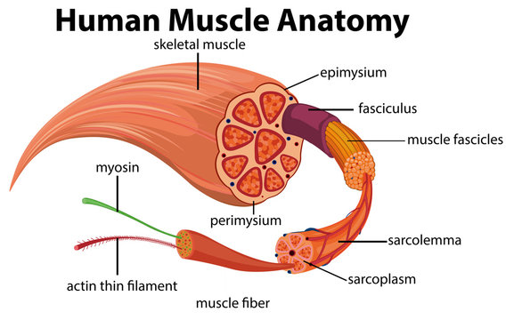 Human Muscle Anatomy Diagram