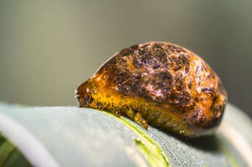 Thick grain pest caterpillar plague on wheat stalk