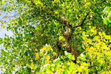 Curved trunk of a poplar tree