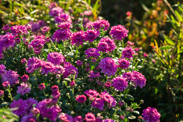 Obraz premium Purple flowers on a flowerbed