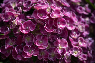Obraz premium Hortensie rot