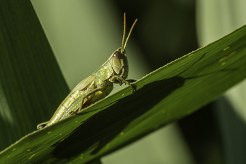 Insectes du Marais de Montfort - Isère.