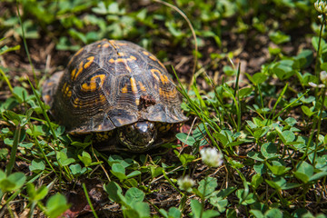A turtle waking into woods in Tennessee