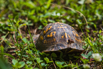 A turtle waking into woods in Tennessee