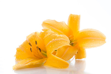 Yellow Lily flowers and buds
