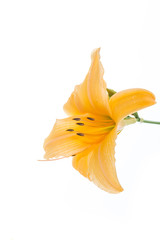 Fototapeta na wymiar Yellow Lily flowers and buds