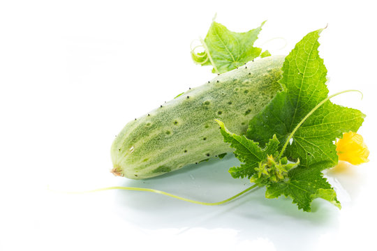 fresh green cucumbers
