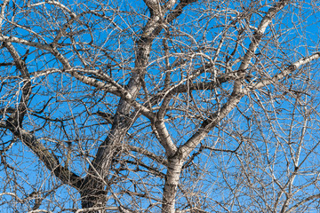 Branches of an aspen tree