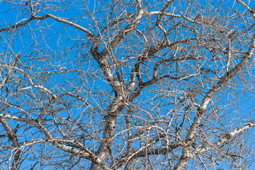 Branches of an aspen tree