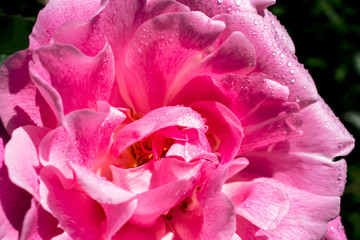 Pink rose. Selective focus.