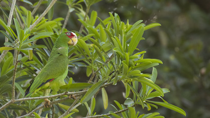 Parrot in Mexico