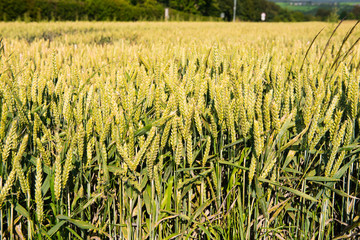 Roggenfeld auf dem Land in der Sonne