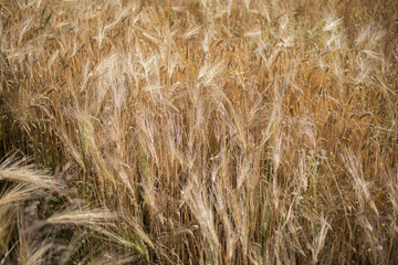 Gerstenfeld in der Sonne mit reifen Ähren