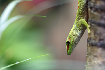 Beautiful green lizard crawling on a tree