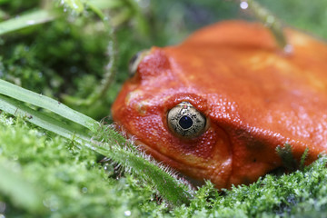 Red frog with beautiful eyes sitting in the green grass