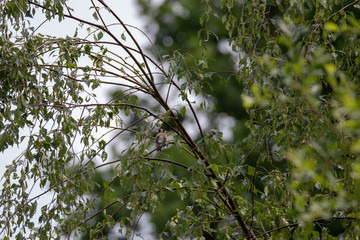 Puffins Anglesey Island