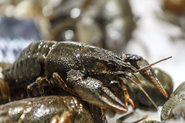 Fresh cancer in the store. Fresh cancer is on the ice.