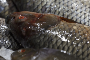 Fresh carp in the store. Fresh chilled carp lying on the ice.