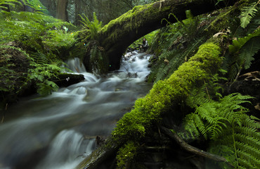 Stream in forest