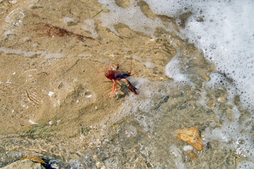 Рак - путешественник каспийский