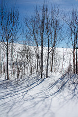 Trees in the Snow