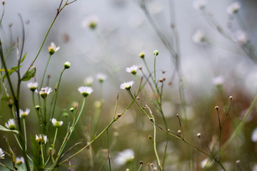 Flowers in Shallow Depth of Field