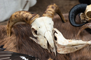 Goat skull with large horns