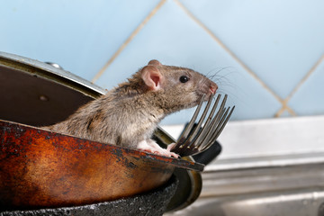 Close-up young rat (Rattus norvegicus) looks out of the dirty pan with forks on background of blue tile in kitchen. Concept of rodent control.