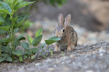 Fototapeta premium A bunny in Knoxville Tennessee