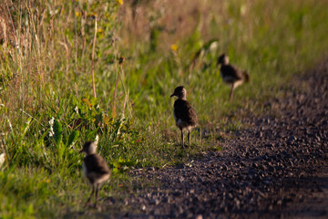 baby Northern lapwing