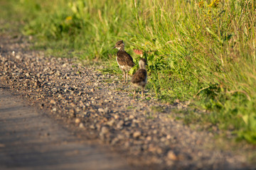 Baby Northern lapwing