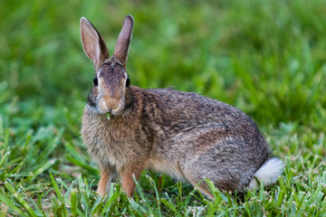 A bunny in Knoxville Tennessee